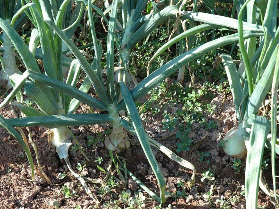 Как вырастить идеальный лук: секреты успешной посадки