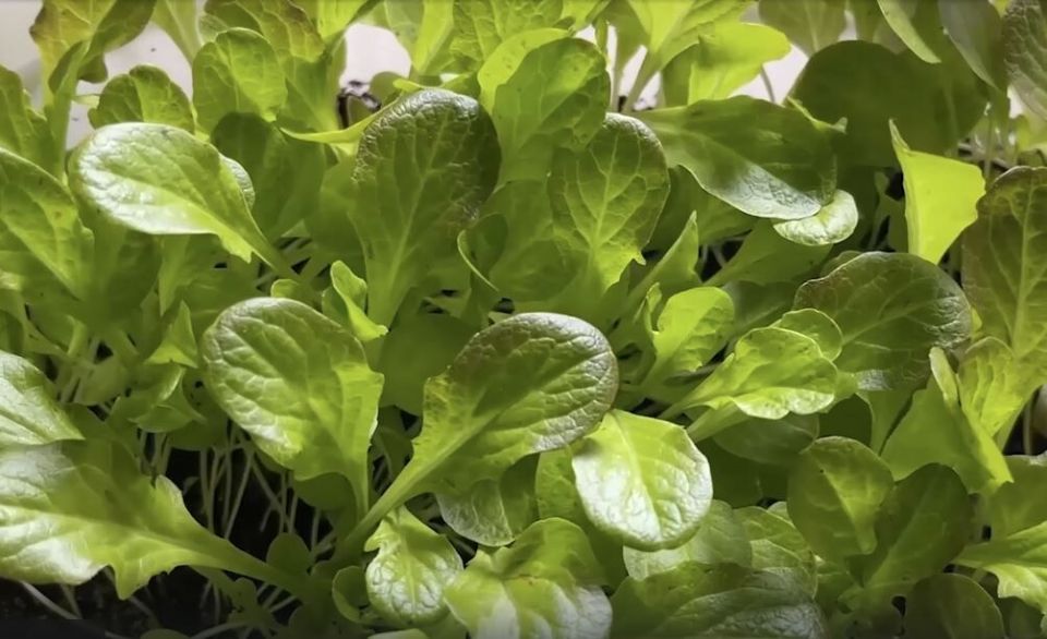 ������ ������ �� �����������: ��� ��������� ������ � �������