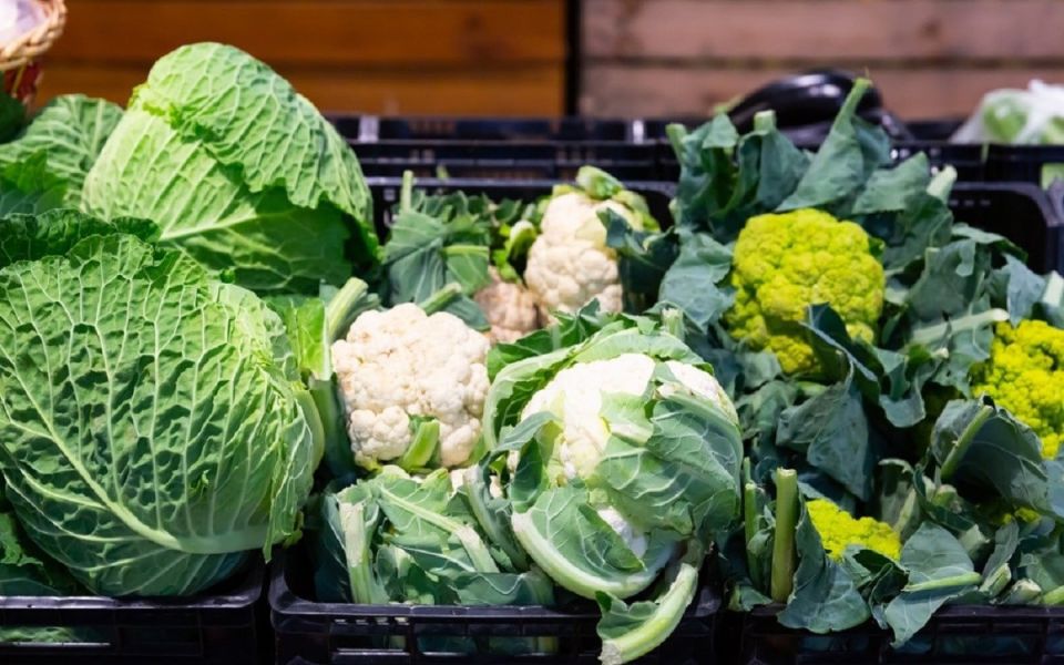 Лучшие сорта капусты для начинающих огородников