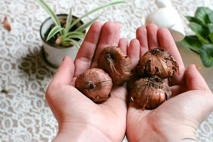 ��� ��������� ������� ���������� �����: ������ ������ � ��������