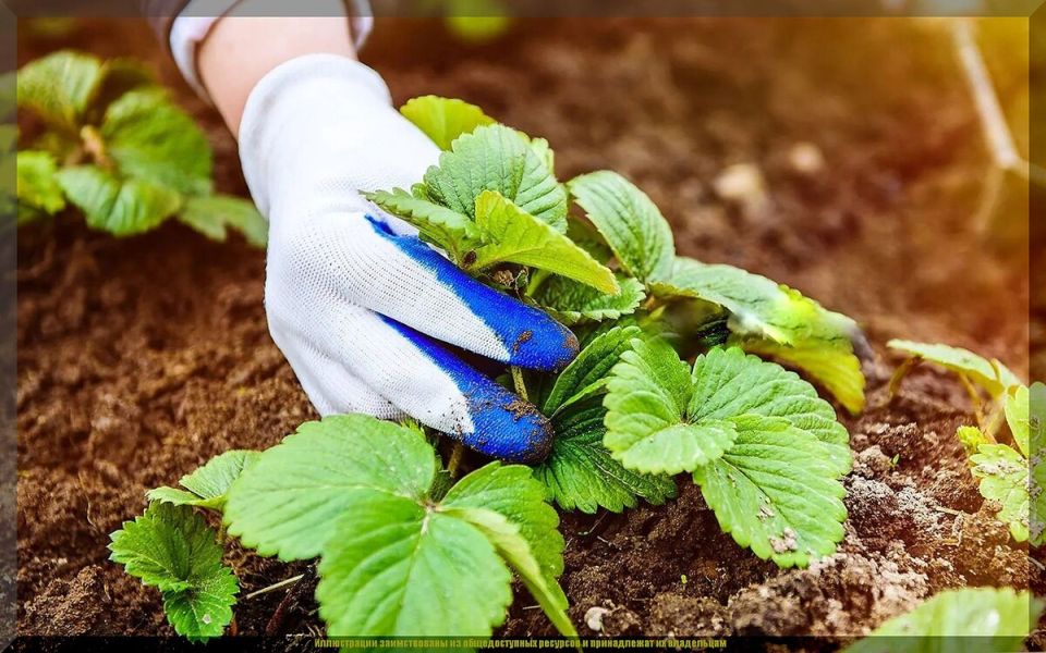 Забота о клубнике в сентябре: секреты успешной осенней подготовки