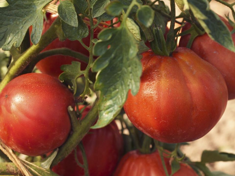 Секреты успешного роста помидоров с помощью бюджетного средства