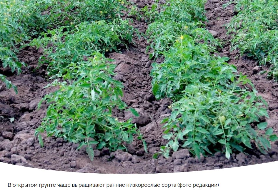 ����������� ������� ������� � ������� � �������� ������