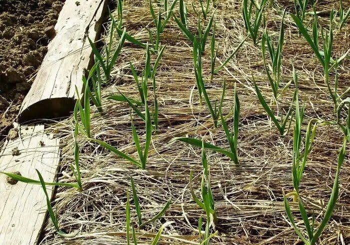 ��� ������� � �������� ������� ����� �������� �� ������� ������