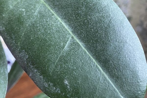 Уязвимые места фикусов: обнаруживаем болезни и вредителей