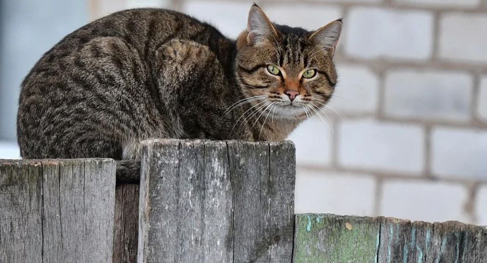 ��� � ������ �������: ��� ���� ����� �������� ������ ������������