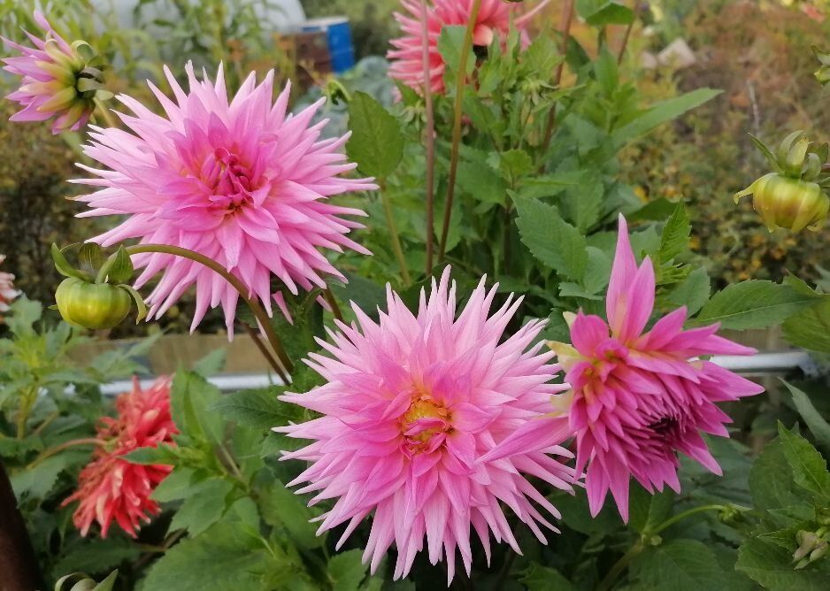 ��� ��������� ��������� �� ����������: �� ������ �� ������������