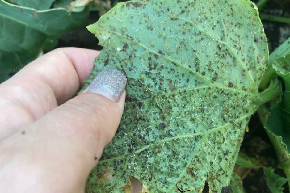 Эффективные методы борьбы с тлей на огурцах: секреты урожайного сезона