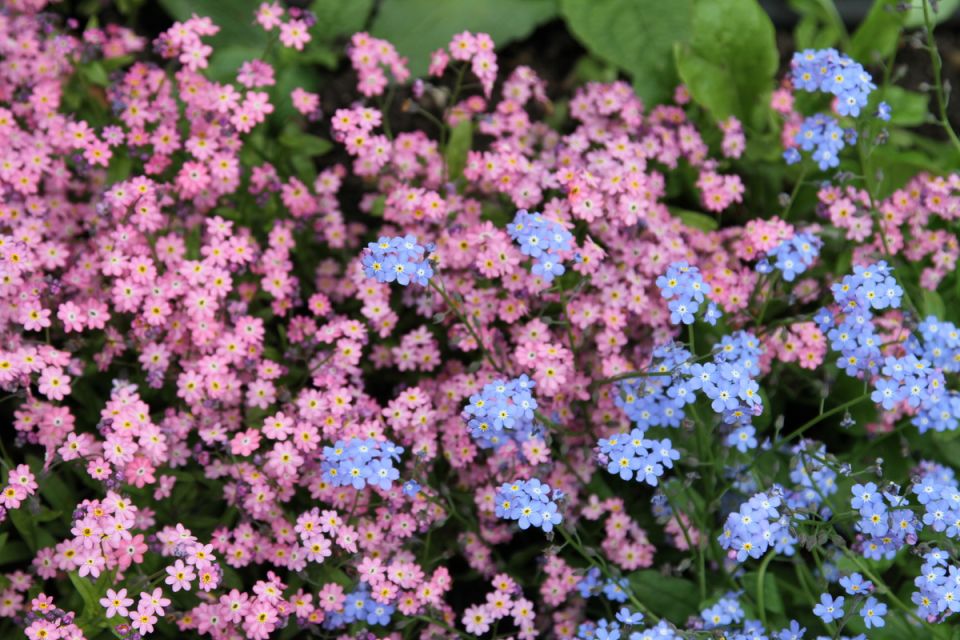 Незабудка в вашем саду: сказочный цветок и его секреты