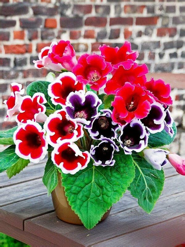 ��������� ���������� ����: ��� ������� ��������� ������ �� �����������