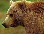 Голодные медведи подступают к Чите 